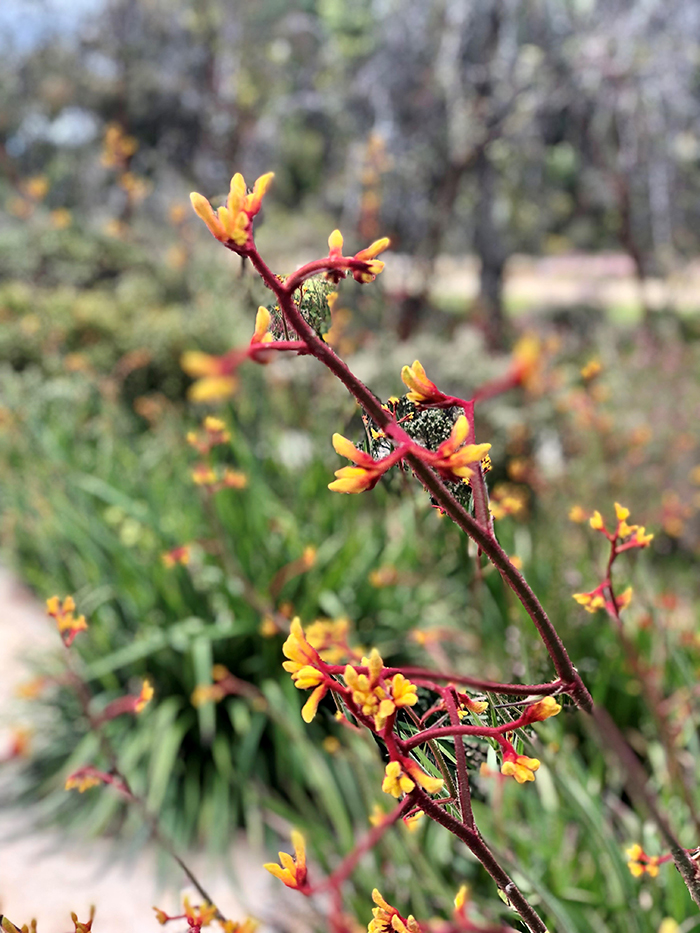 Kangaroo paw flowers